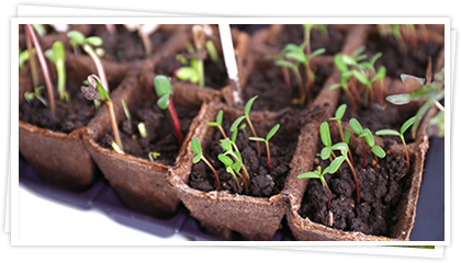 Garten-Tipps Februar