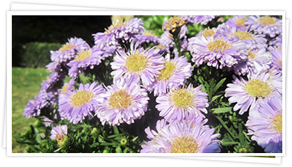 Herbstblumen