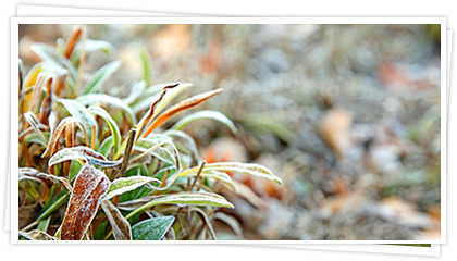 Der Garten im Winter