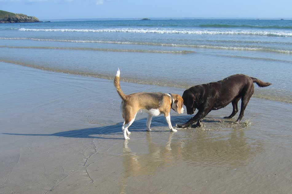 Hund spielen am Strand