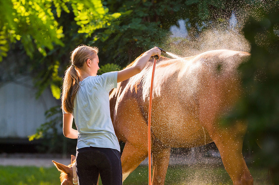 Pferde und Sommerhitze