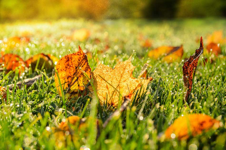 Rasenpflege im Herbst
