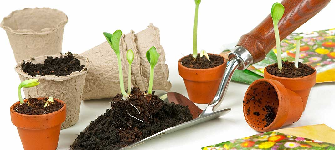 Anzucht auf der Fensterbank