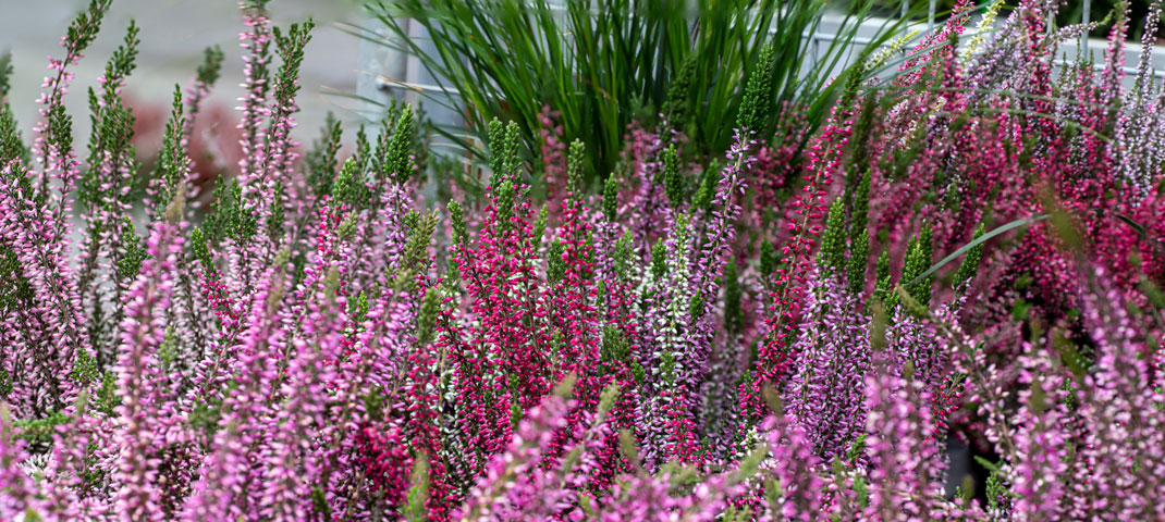 Herbstblumen und Gräser