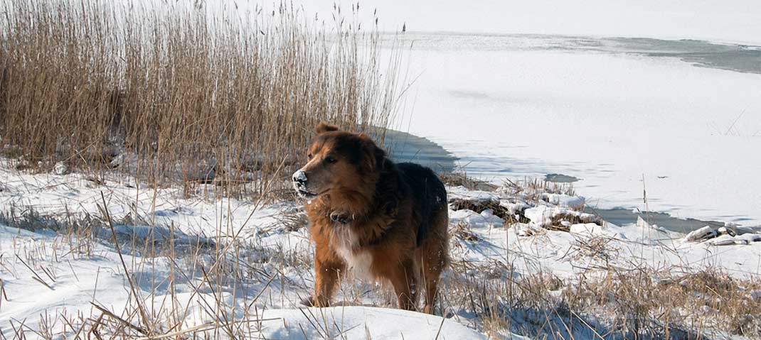 Hund spielt im Schnee
