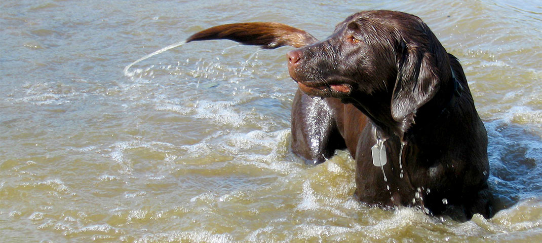 Labrador tobt im Wasser
