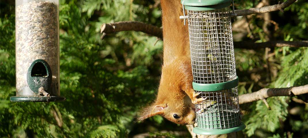 Eichhörnchen auf Futtersuche