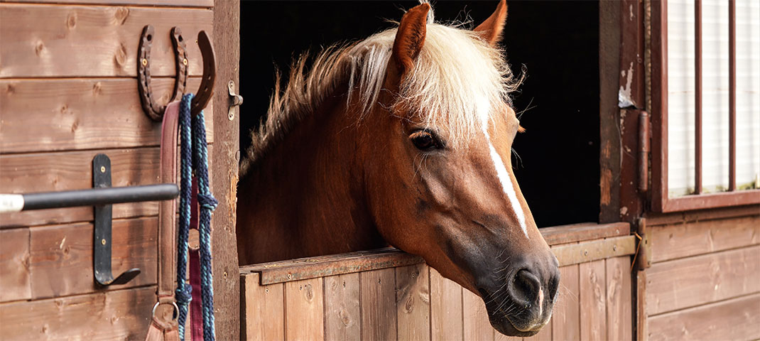Haflinger im Stall