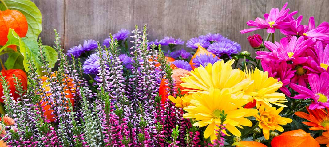 Herbstblumen
