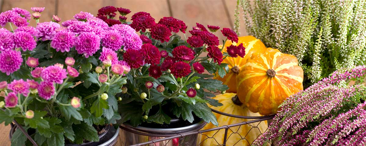 Herbstblumen, Gräser und Deko