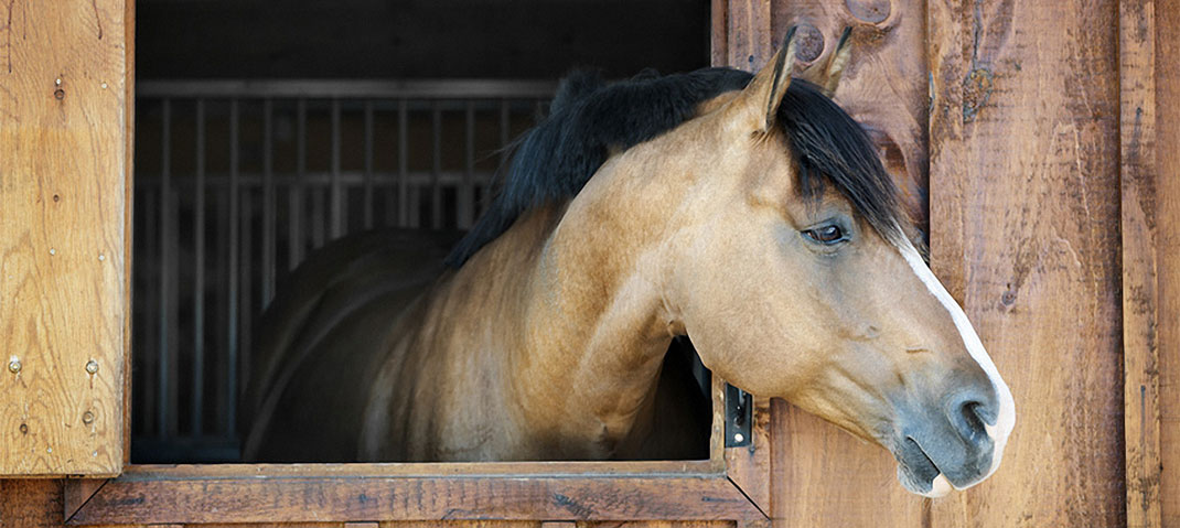 Pferd im Stall