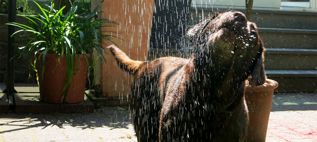 Labrador unter der Gartendusche