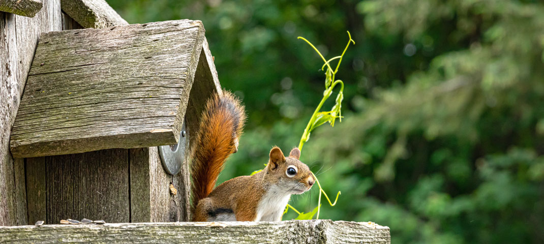 Nistkasten mit Eichhörnchen