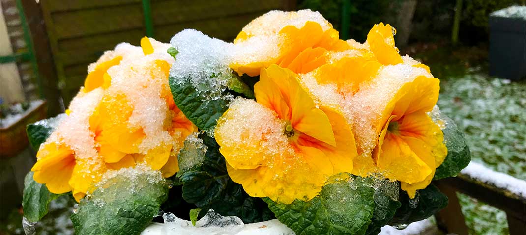 Primel bedeckt mit Eis