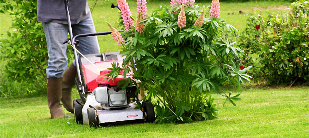 Rasenpflege im Sommer