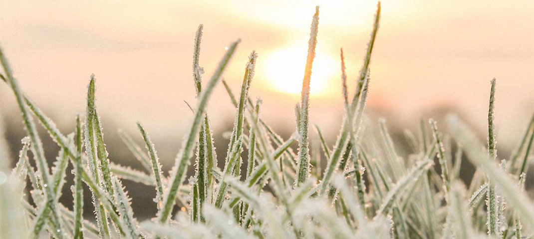 Raureif auf Graesern