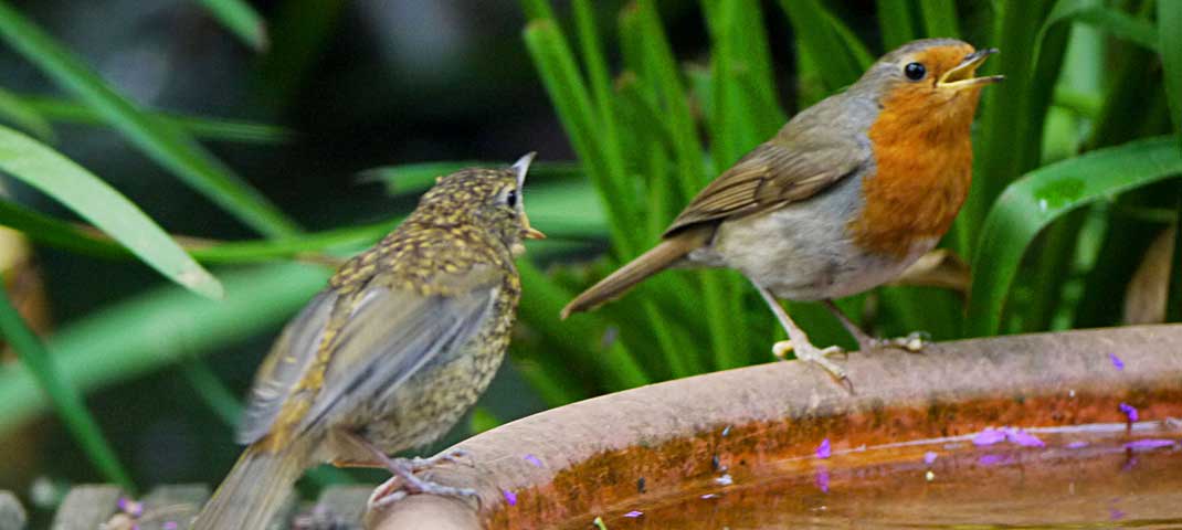 Rotkehlchen an der Vogeltränke