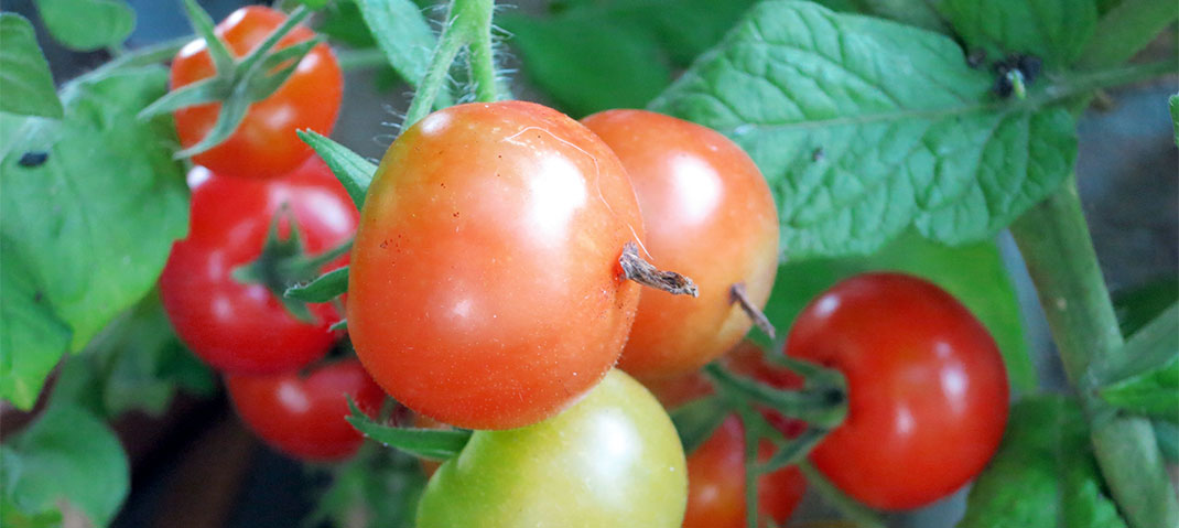 Tomatenpflanze