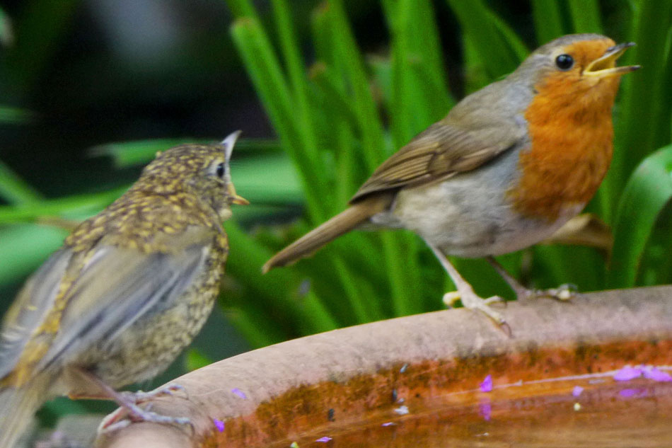 Vogeltränke aufstellen
