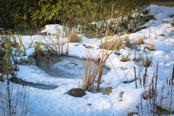 Teich winterfest machen